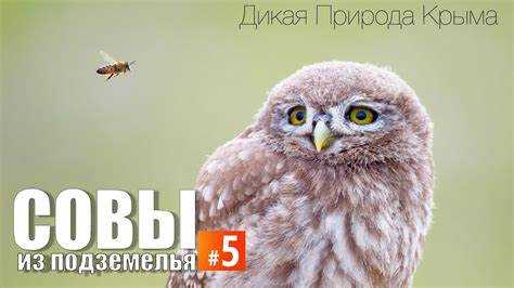 Разнообразие