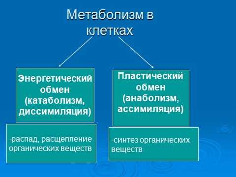 Организмы,